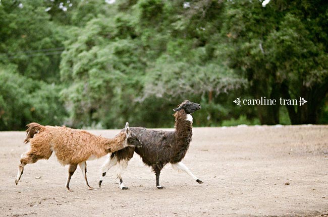 condors-nest-ranch-photo-07