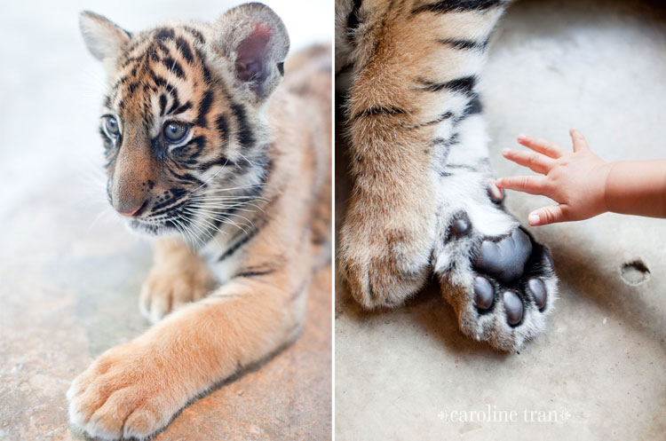 where can you play with baby tigers near me