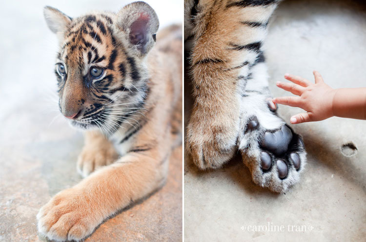 Baby tiger paws!! : r/cats