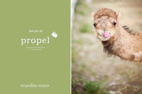 camel welcoming you to propel
